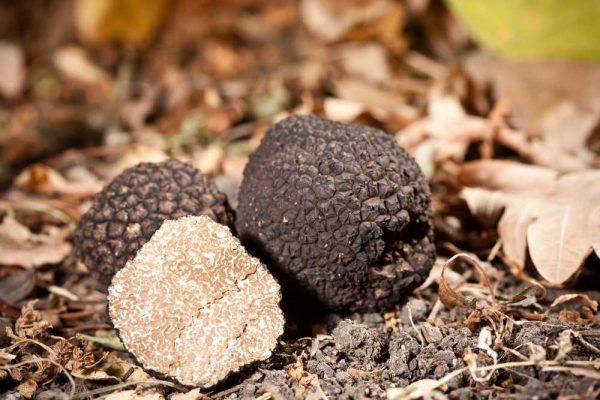 Uncinato Truffle - immagine 2